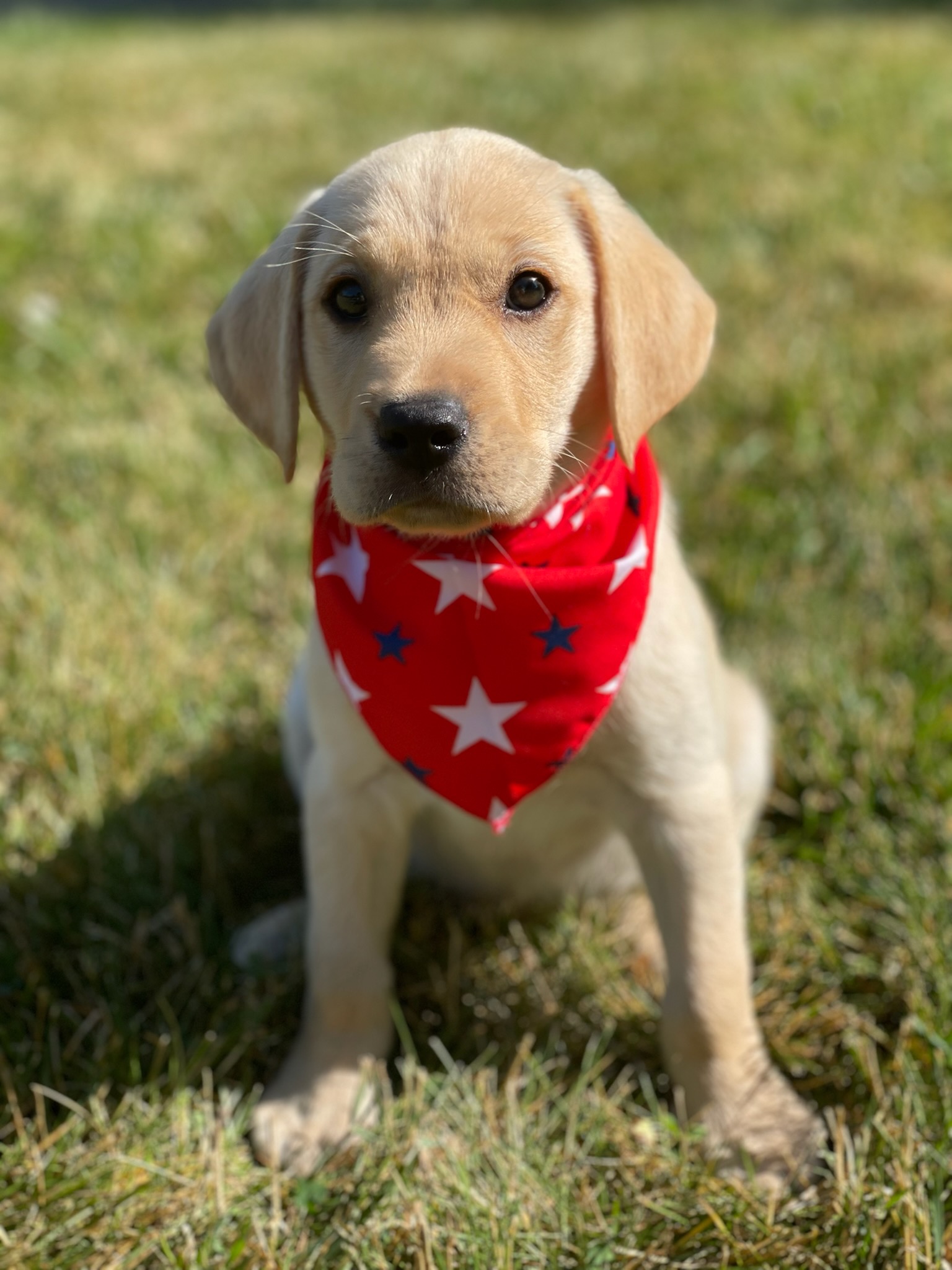 Yellow Labrador Puppies Massbach Kennels